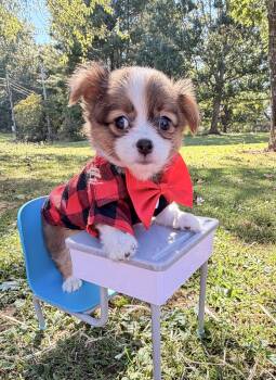 Oreo -  Chihuahua Dog for Sale in Asheville, North Carolina - Oreo | PetCurious