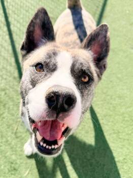Moose -  Akita Dog for Adoption in Chicago, Illinois - Moose | PetCurious