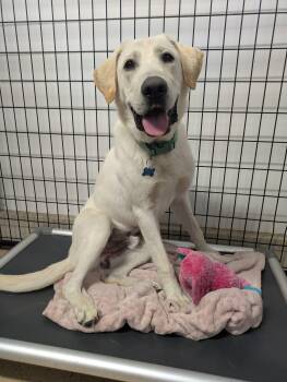 Buddy -  Labrador Retriever Dog for Adoption in Cedar Rapids, Iowa - Buddy | PetCurious