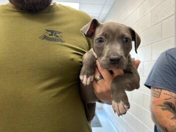 A384494 -  American Bulldog and Mixed Breed Dog for Adoption in Ocala, Florida - A384494 | PetCurious