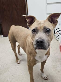 Averi -  Terrier and Mixed Breed Dog for Adoption in Burlington, Iowa - Averi | PetCurious