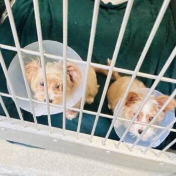 Terrier Dogs Available for Adoption in Baltimore, Maryland - Koi | PetCurious