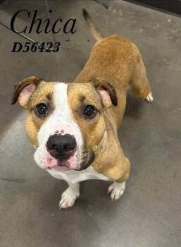 Chica -  Pit Bull Terrier Dog for Adoption in Clarksville, Tennessee - Chica | PetCurious