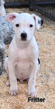 Pit Bull Terrier and Australian Cattle Dog Blue Heeler Dogs Available for Adoption - Fritter  | PetCurious