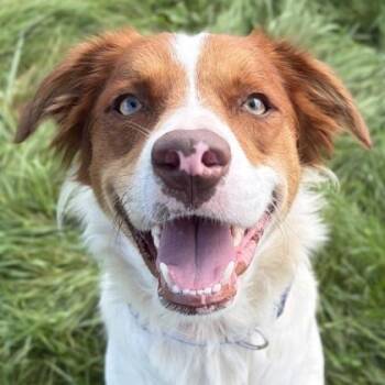 Blake -  Spaniel Dog for Adoption in Jefferson, Wisconsin - Blake | PetCurious