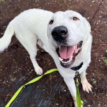 Jasmine -  Mixed Breed Dog for Adoption in West Palm Beach, Florida - Jasmine | PetCurious