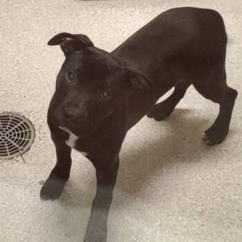 Sue Sue -  Pit Bull Terrier Dog for Adoption - Sue Sue | PetCurious