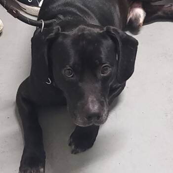 Rescue Mixed Breed Dogs for Adoption in Troy, Illinois - Caviar | PetCurious