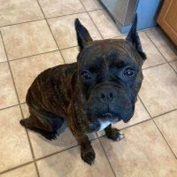 Rescue Boxer Dogs for Adoption in Davis, California - Dave | PetCurious