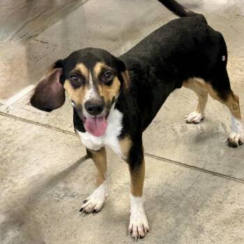Ruger 2026 -  Beagle Dog for Adoption in Cincinnati, Ohio - Ruger 2026 | PetCurious