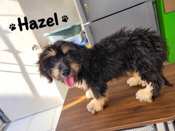 Hazel -  Terrier Dog for Adoption in Poway, California - Hazel | PetCurious