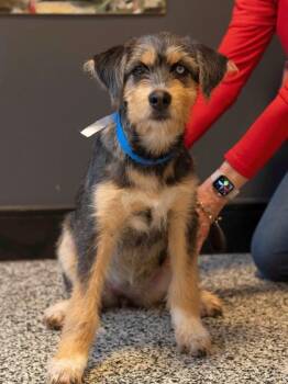 Rescue Mixed Breed Dogs for Adoption in West Chester, Pennsylvania - Hope | PetCurious