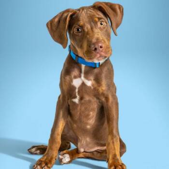 AAD Upcoming Arrival!  Moose - 26106 -  Doberman Pinscher Dog for Adoption in Armonk, New York - AAD Upcoming Arrival!  Moose - 26106 | PetCurious