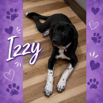 Izzy -  Black Labrador Retriever and Great Pyrenees Dog for Adoption in Shinnston, West Virginia - Izzy | PetCurious