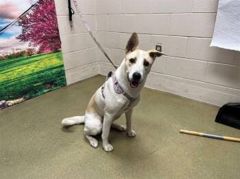 Rescue Australian Cattle Dog Blue Heeler and Mixed Breed Dogs for Adoption in Moreno Valley, California - LILLY | PetCurious