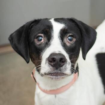 Clay -  Mixed Breed Dog for Adoption in Middletown, Rhode Island - Clay | PetCurious
