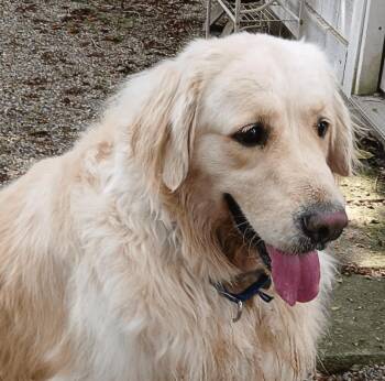 Major -  Golden Retriever Dog for Adoption in Waterville, Ohio - Major | PetCurious