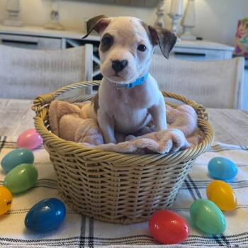 Pit Bull Terrier Dogs Available for Adoption in Buffalo, Minnesota - Lynx | PetCurious