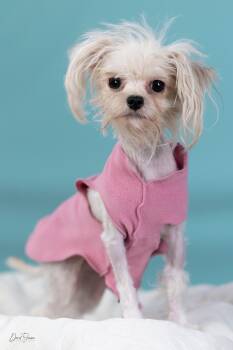 Maltese Dogs Available for Adoption in Anchorage, Alaska - Trixie | PetCurious