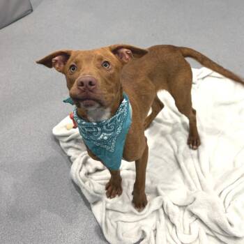 Chestnut -  Mixed Breed Dog for Adoption in Canal Winchester, Ohio - Chestnut | PetCurious