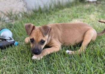 Banjo -  Terrier and Mixed Breed Dog for Adoption in Honolulu, Hawaii - Banjo | PetCurious