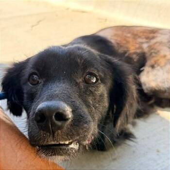 Wendy -  Shepherd and Mixed Breed Dog for Adoption in Denison, Texas - Wendy | PetCurious