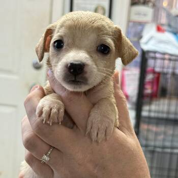 Toasted Coconut -  Mixed Breed Dog for Adoption in Columbia, South Carolina - Toasted Coconut | PetCurious