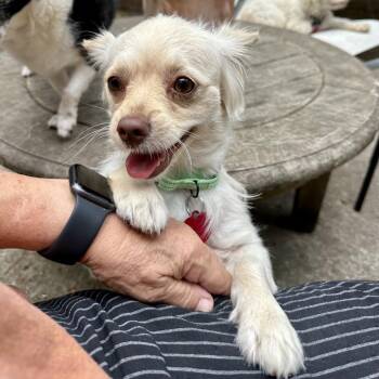 PILOTA -  Spaniel and Mixed Breed Dog for Adoption in Richmond, California - PILOTA | PetCurious