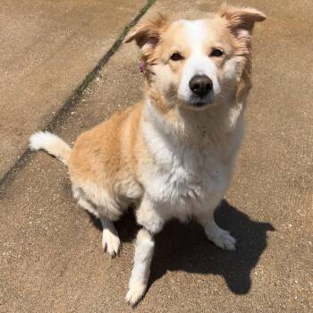 Winter -  Great Pyrenees and Golden Retriever Dog for Adoption in The Colony, Texas - Winter | PetCurious