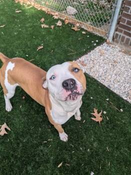 Rescue Mixed Breed Dogs for Adoption in Louisburg, North Carolina - Steel | PetCurious