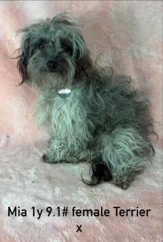 Terrier and Poodle Dogs Available for Adoption in New York, New York - Mia | PetCurious
