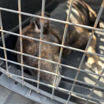 BRAZ-Stray-137627 -  Mixed Breed Dog for Adoption in Lake Jackson, Texas - BRAZ-Stray-137627 | PetCurious
