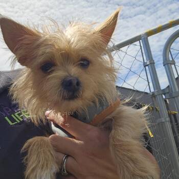 Bean -  Mixed Breed Dog for Adoption in Sonoma, California - Bean | PetCurious