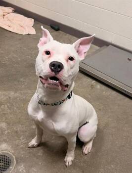 Pit Bull Terrier Dogs Available for Adoption - ZYRTEC | PetCurious