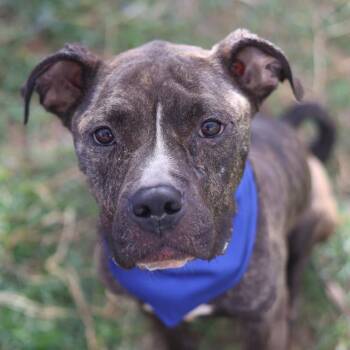 GINNY -  American Staffordshire Terrier Dog for Adoption in San Antonio, Texas - GINNY | PetCurious