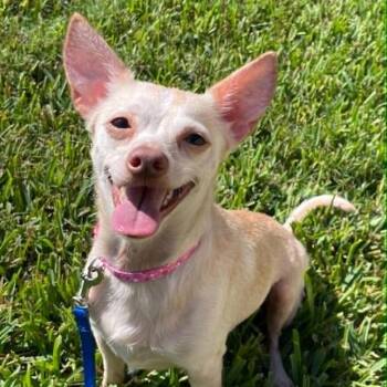 Savannah (Bonded with Charlotte) -  Chihuahua and Mixed Breed Dog for Adoption in Titusville, Florida - Savannah (Bonded With Charlotte) | PetCurious