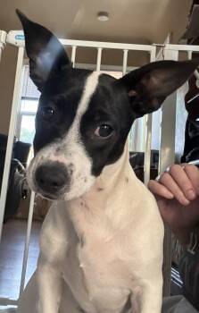 Chiweenie Dogs Available for Adoption in Oakdale, California - Zelda | PetCurious