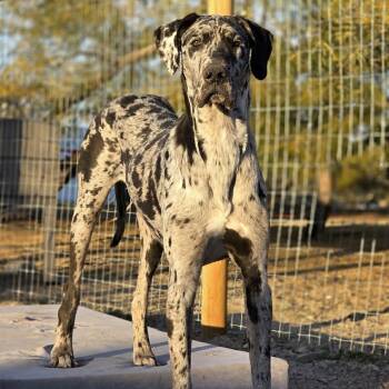 Great Dane Dogs Available for Adoption - Saint | PetCurious