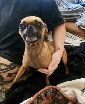 Monroe -  Pug and Chihuahua Dog for Adoption in Mesa, Arizona - Monroe | PetCurious