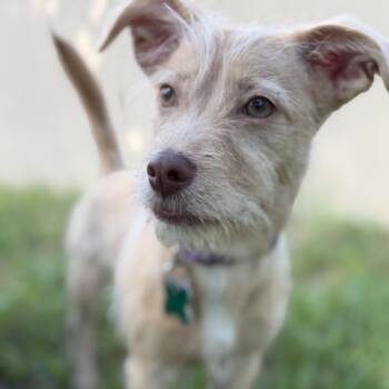 Terrier and Mixed Breed Dogs Available for Adoption in Boerne, Texas - Daria | PetCurious