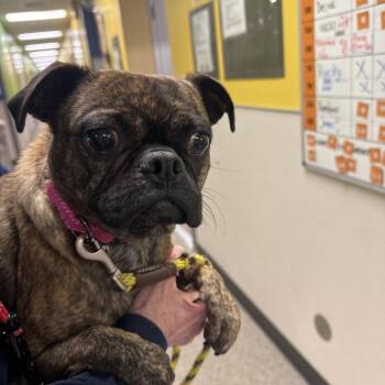 Pug Dogs Available for Adoption - Sasha | PetCurious