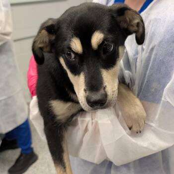 Twix -  Mixed Breed Dog for Adoption in Greenville, South Carolina - Twix | PetCurious