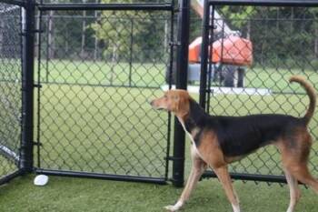 Kat -  Hound and Mixed Breed Dog for Adoption in Kenansville, North Carolina - Kat | PetCurious
