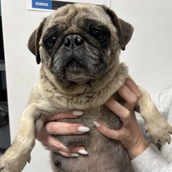Pug Dogs Available for Adoption in Modesto, California - A610908 | PetCurious