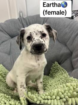 Dalmatian and Spaniel Dogs Available for Adoption in Crystal Lake, Illinois - Eartha | PetCurious