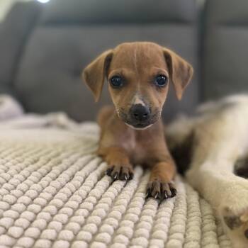 Trixie -  Dachshund and Beagle Dog for Adoption in Atlanta, Texas - Trixie | PetCurious