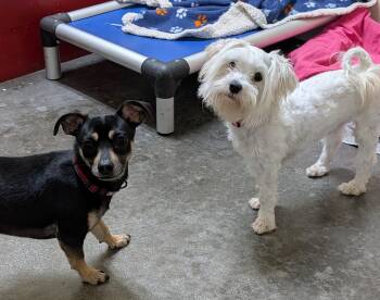 Chihuahua Dogs Available for Adoption in Decatur, Illinois - Sonny | PetCurious