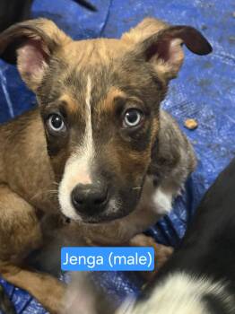 Jenga -  Border Collie Dog for Adoption in Center Square, Pennsylvania - Jenga | PetCurious