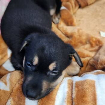 Rescue Australian Kelpie and Mixed Breed Dogs for Adoption in Austin, Texas - Huntress AL | PetCurious