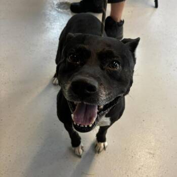 Mixed Breed Dogs Available for Adoption in Huntington, West Virginia - Tony Stray Hold 5/2 | PetCurious